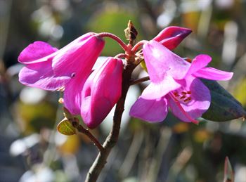 R.cinnabarinum var. purpurellum