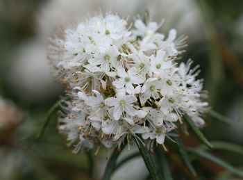 R.tomentosum \'linearifolium\'