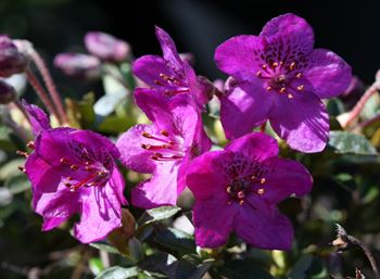 R.lepidotum var. Reuthers Purple