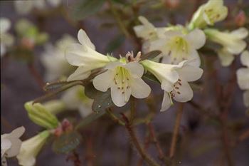 R.valentinianum